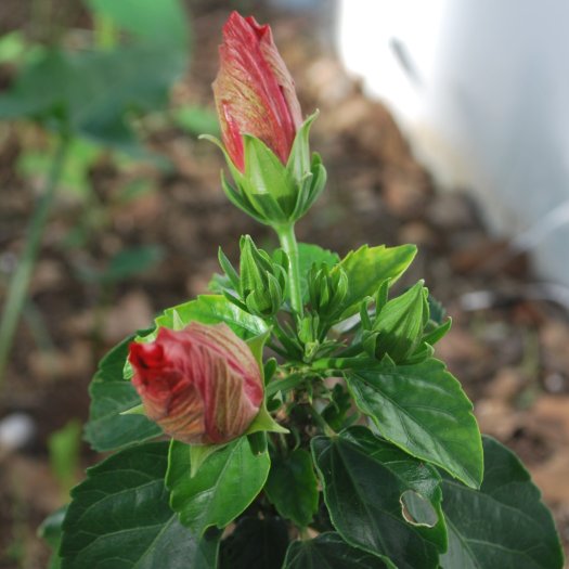 Rhododendron indicum